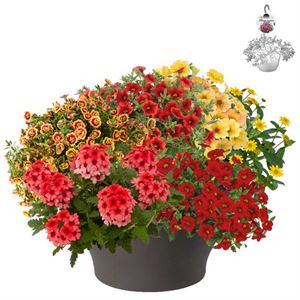 Bild von HP30 XXL Mix 12